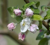 Malus Sieversii apple flowers